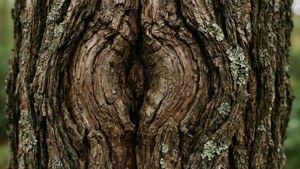 Bark Texture Macro
