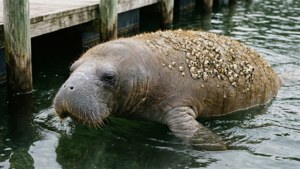 Barnacle-Covered Manatee