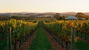 Barossa Valley Sunset