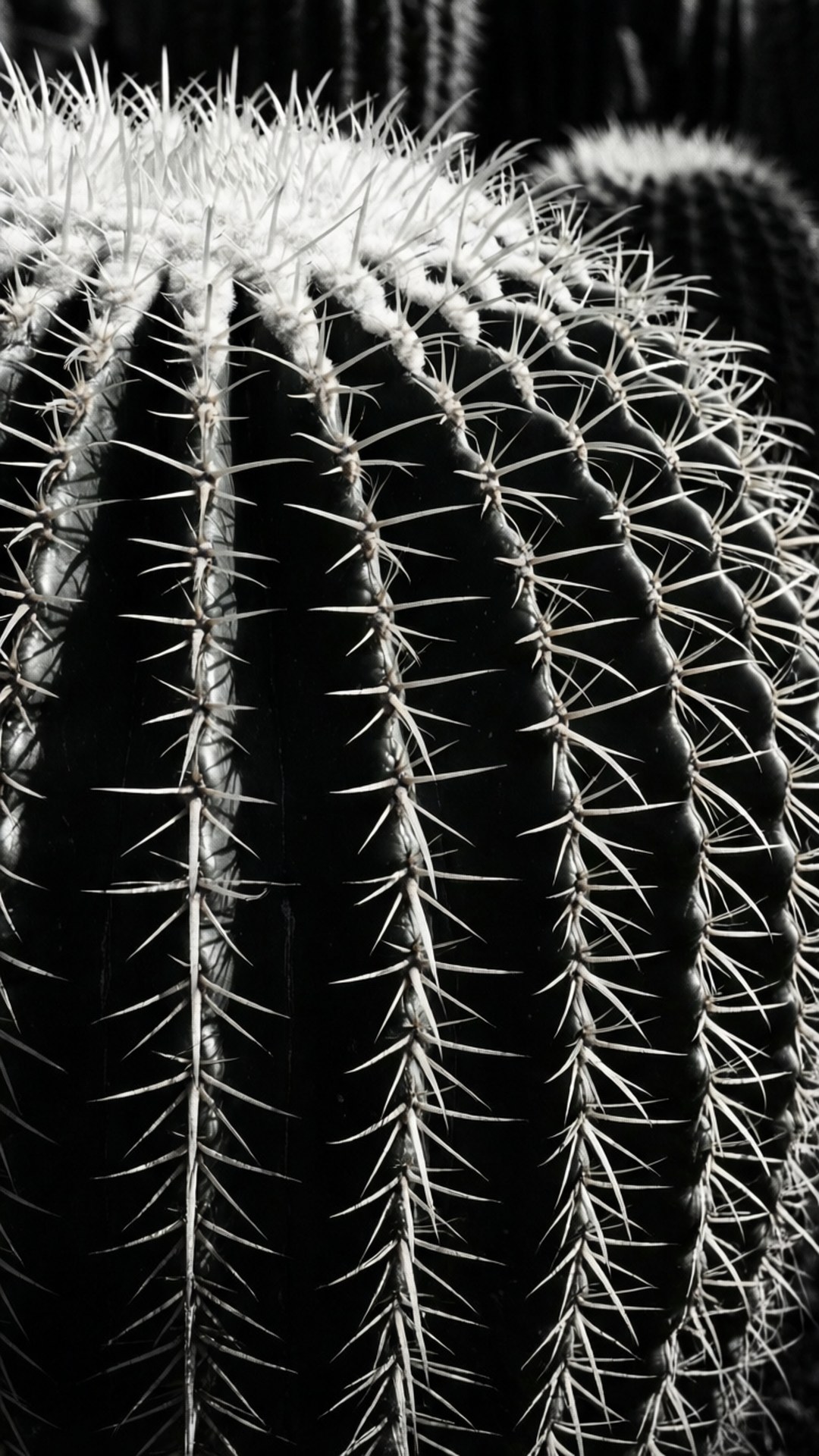 Barrel Cactus Monochrome by Wallpapers.art Studio