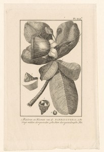 Barringtonia met vrucht