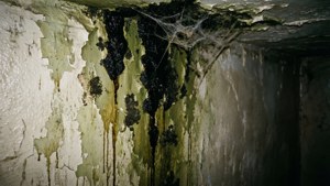 Basement Mold Wall