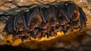 Bat Cluster
