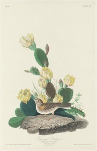 Bay-winged Bunting