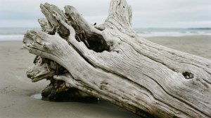 Beach Driftwood