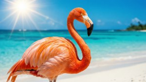 Beach Flamingo Summer