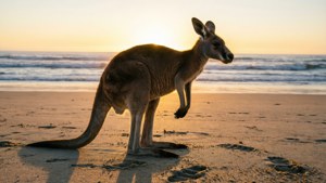 Beach Kangaroo at Sunrise