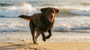 Beach Retriever