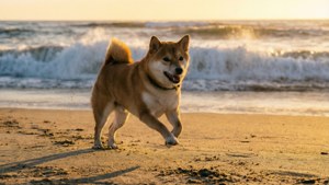 Beach Run Shiba