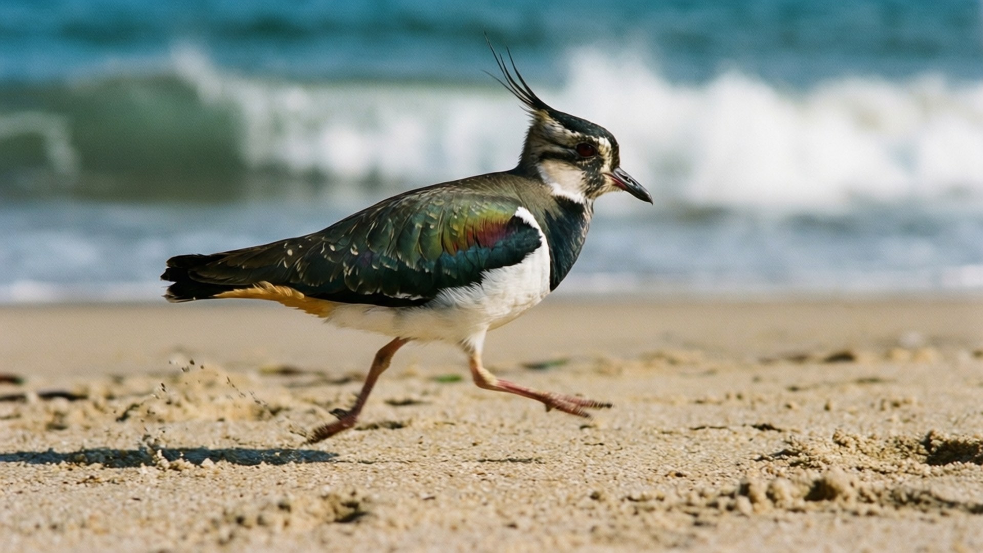 Beach Runner by Wallpapers.art Studio