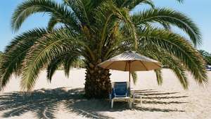 Beach Setup Palm