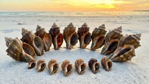 Beach Shell Collection