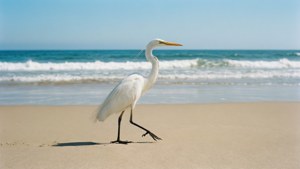 Beach Stroll Egret