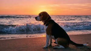 Beach Sunset Beagle