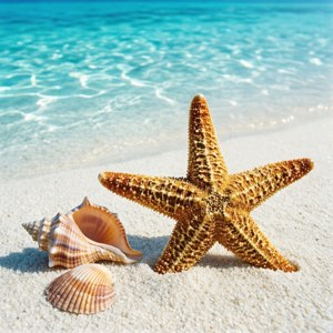 Beach Treasures Closeup
