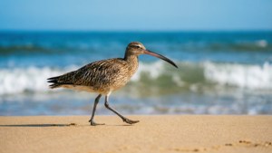 Beach Walker