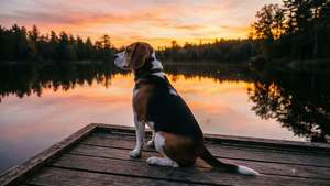Beagle at Sunset Dock