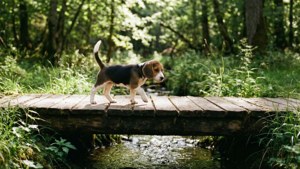 Beagle Bridge Walk