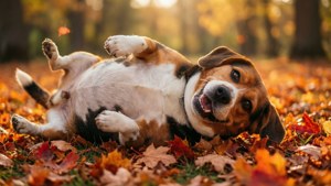 Beagle in Autumn Leaves