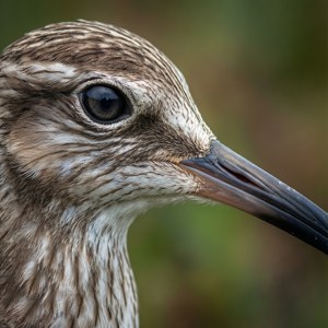 Beak and Eye