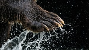 Bear Claw Splash