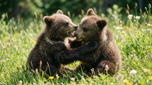 Bear Cub Tussle