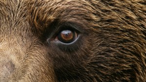 Bear Eye Macro