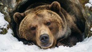 Bear's Winter Slumber