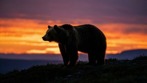 Bear Sunrise Silhouette