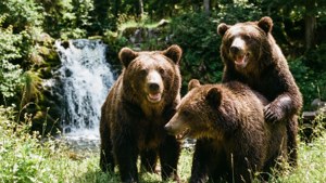 Bears at Play