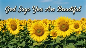 Beautiful Sunflowers