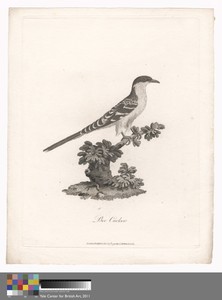 Bee Cuckoo