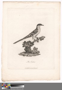 Bee Cuckoo