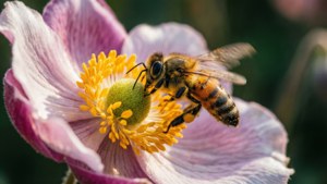 Bee on Anemone