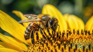 Bee on Sunflower