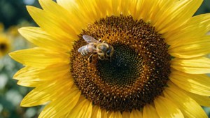 Bee on Sunflower