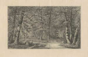 Beech Forest