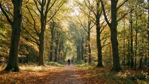Beech Forest Autumn