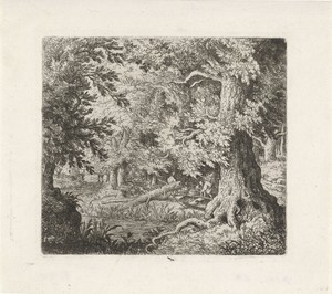 Beekje in het bos