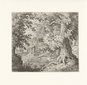 Beekje in het bos