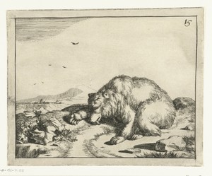 Beer, liggend met met tong uit muil