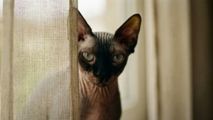 Behind the Curtain