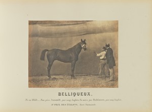 Belliqueux