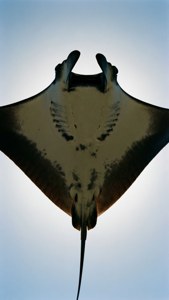 Belly of the Ray