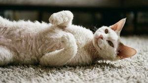 Belly Rub Pose