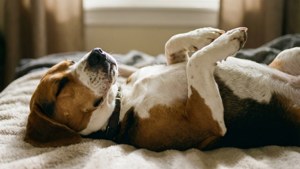 Belly Up Beagle