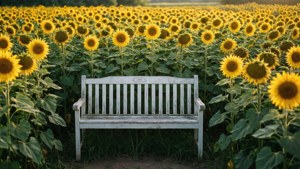 Bench in the Field