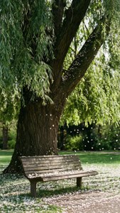 Bench Under Weeping Willow