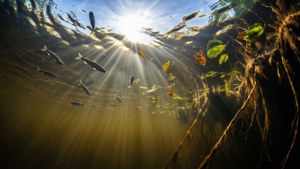 Beneath the Surface