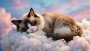 Benji's Cloud Nap
